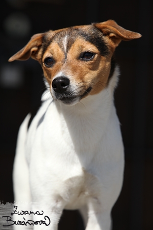 Magic a Steve Magic a Steve