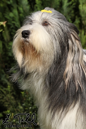 pemi