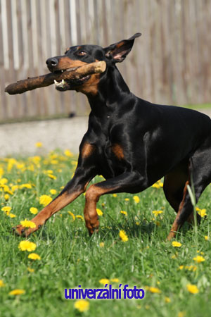 Rexino Rexino