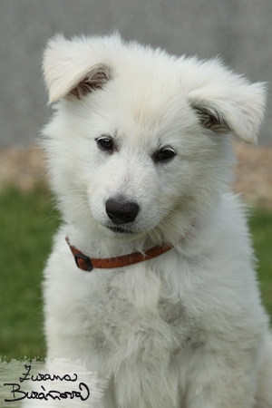 Puppy Puppy