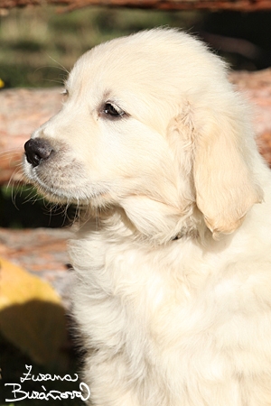 Sagitta z Psí Tlapky™