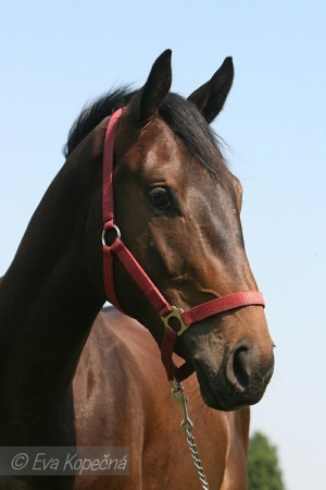 Canton&trade; &deg;Caballo&deg;