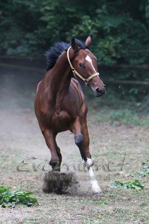 Midacco