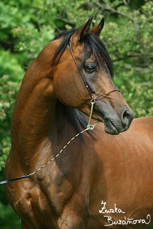 Ghazal Imdal Ghazal Imdal