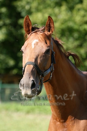 Lofty by Happy Horse