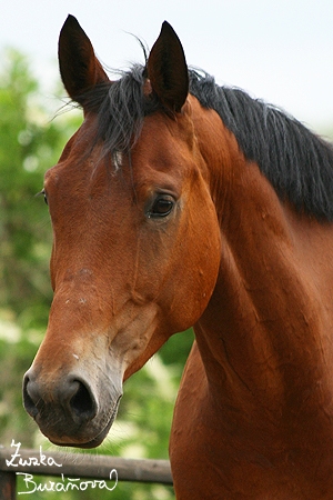 Obrázek “http://staj.ufonek.net/img/staj_ufonek1493.jpg” nelze zobrazit, protože obsahuje chyby. Obrázek “http://staj.ufonek.net/img/staj_ufonek1493.jpg” nelze zobrazit, protože obsahuje chyby.