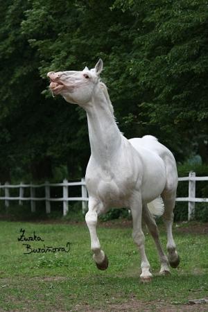 Sacramoso Eroica XLIII