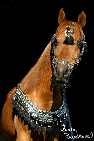 Beautiful Star* Beautiful Star*