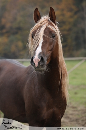 &deg;&deg;&deg;White Flash&deg;&deg;&deg;-Big Slawik