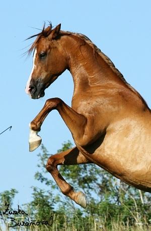 Obrázek “http://staj.ufonek.net/img/staj_ufonek16526.jpg” nelze zobrazit, protože obsahuje chyby.