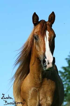 Mystique