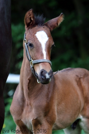 531 Drest To Impress