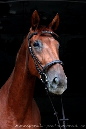 * Co in Mystic Dream