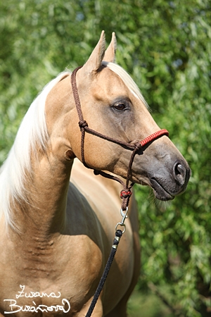 ¤Gabor S¤ ¤Gabor S¤