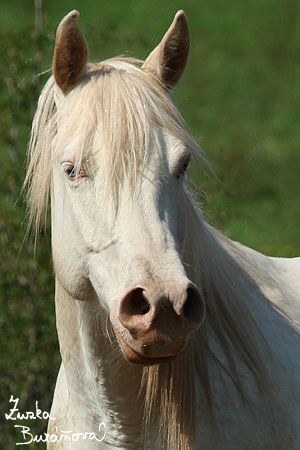 Caballo de Troya •°•Black Jellyfish •°• Caballo de Troya •°•Black Jellyfish •°•