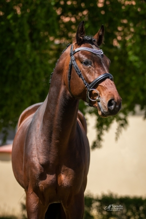 American Beauty American Beauty