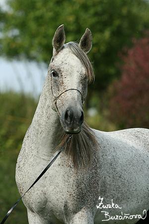 Califfa Queen Califfa Queen
