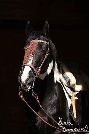 Abgott's Comanche Abgott's Comanche