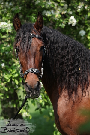 Billowing mane Billowing mane