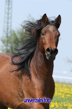 Giuseppe
