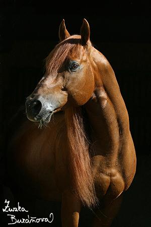 ROCKY MAGIC LEGACY (L5-120)