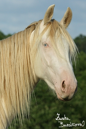 Albínečka Albínečka