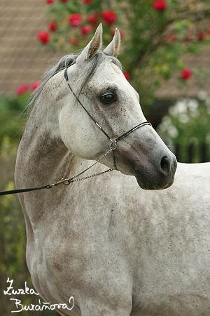 Cinderella Al Shaqab Cinderella Al Shaqab