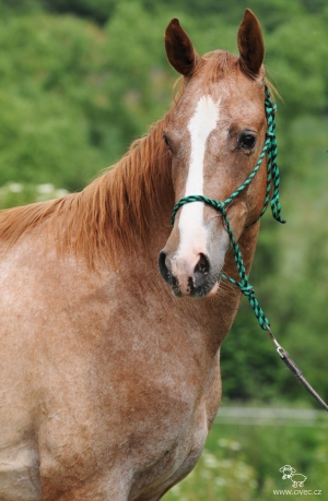 Litea •From Shadows•